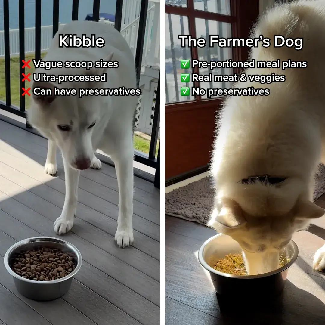 Ultimate Dog Parent Guide carousel ad, card 2