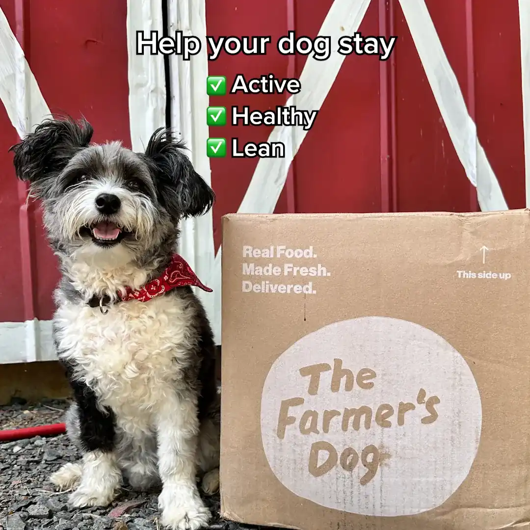 Ultimate Dog Parent Guide carousel ad, card 3