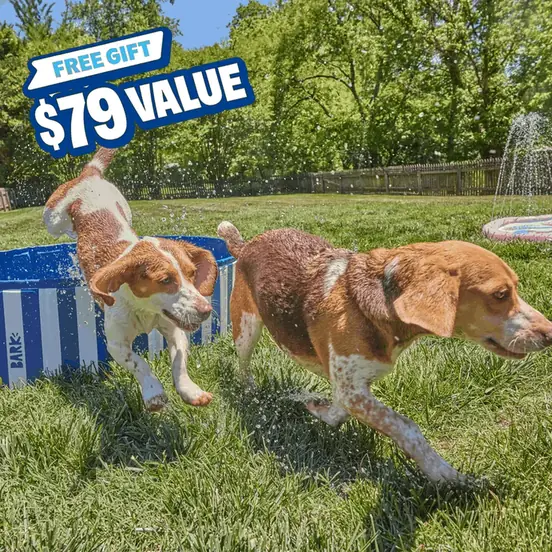 BarkBox carousel ad