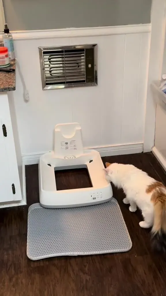 Meowant video ad