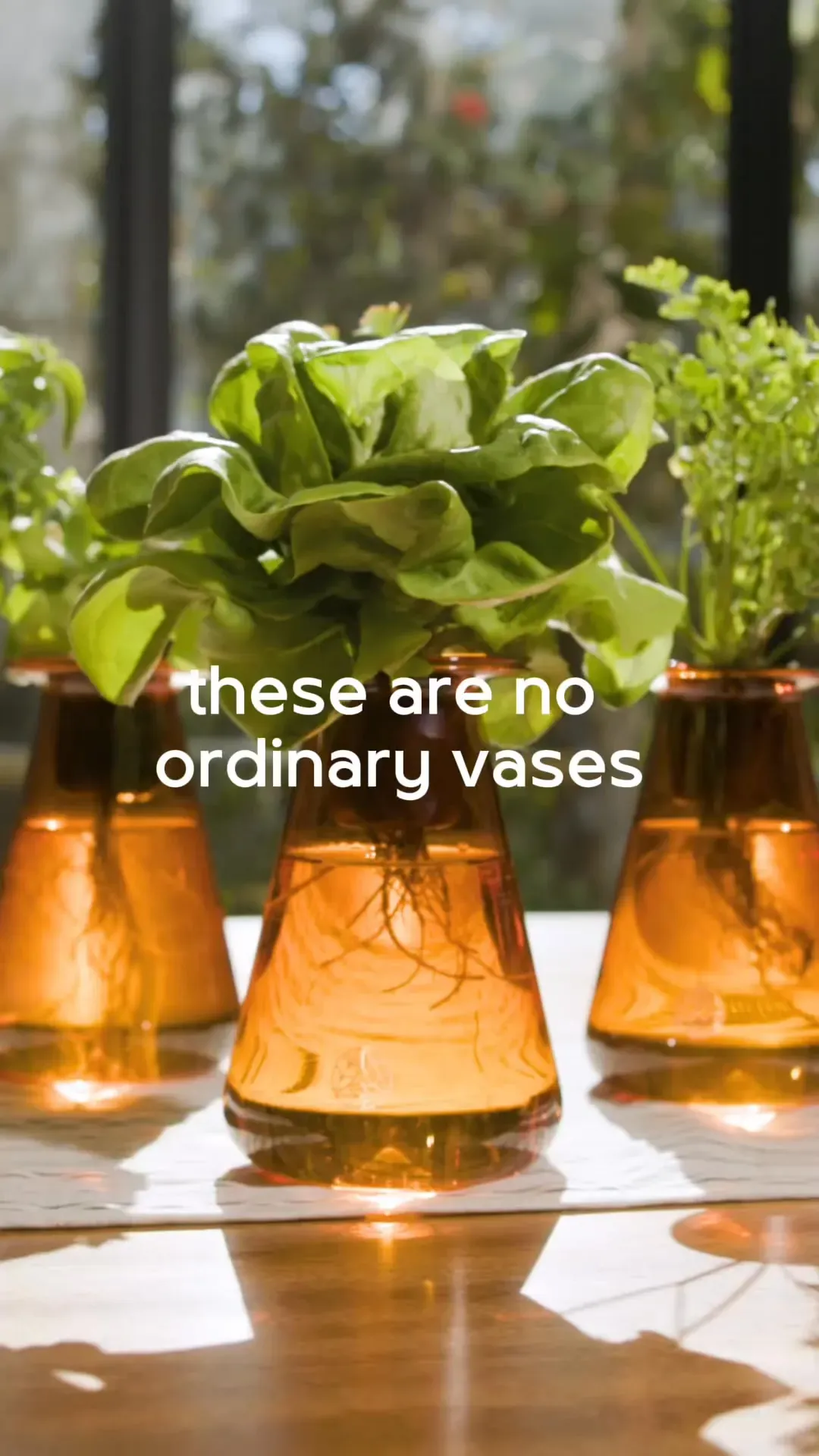 Lettuce Grow video ad